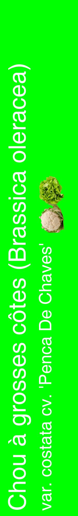 Étiquette de : Brassica oleracea var. costata cv. 'Penca De Chaves' - format c - style blanche16_basiquehel avec comestibilité simplifiée