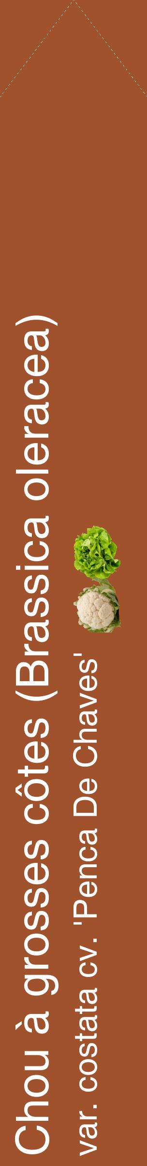 Étiquette de : Brassica oleracea var. costata cv. 'Penca De Chaves' - format c - style blanche32_simplehel avec comestibilité simplifiée