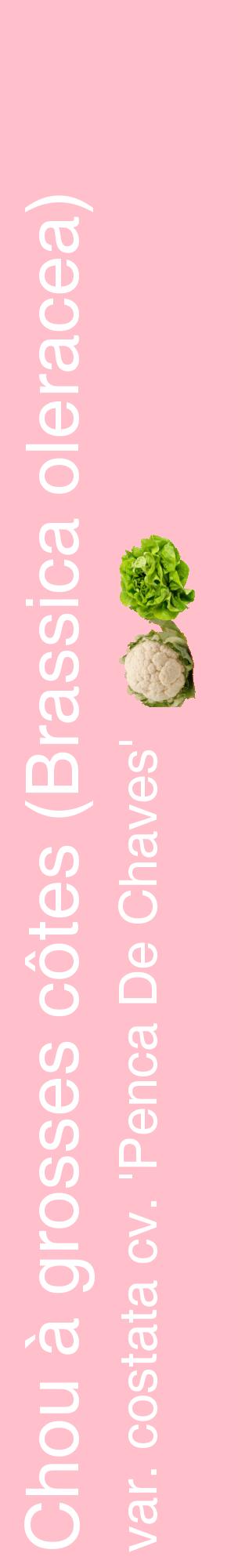 Étiquette de : Brassica oleracea var. costata cv. 'Penca De Chaves' - format c - style blanche40_basiquehel avec comestibilité simplifiée