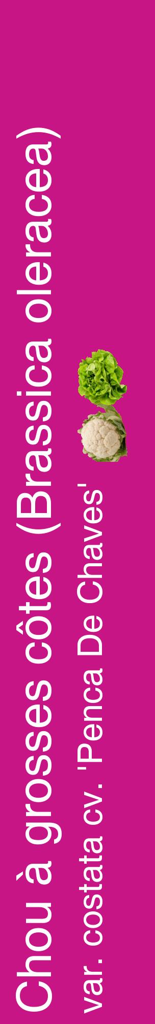 Étiquette de : Brassica oleracea var. costata cv. 'Penca De Chaves' - format c - style blanche45_basiquehel avec comestibilité simplifiée