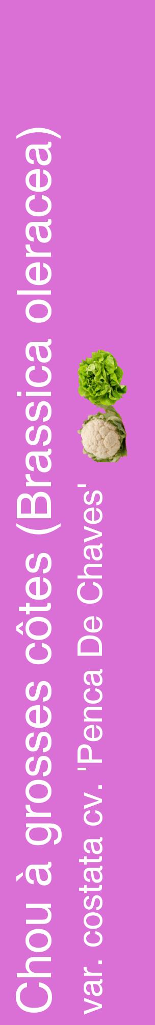Étiquette de : Brassica oleracea var. costata cv. 'Penca De Chaves' - format c - style blanche52_basiquehel avec comestibilité simplifiée