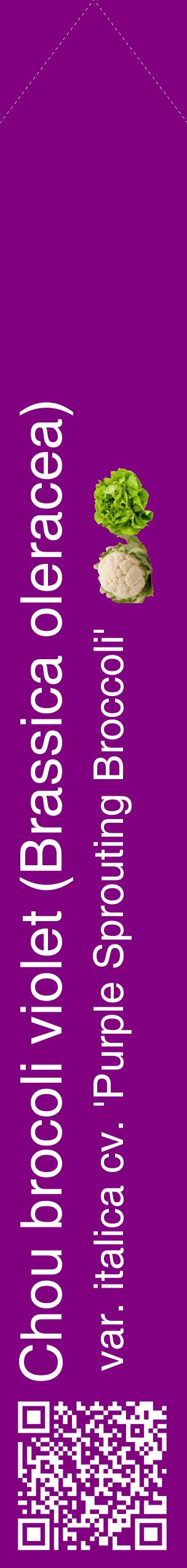 Étiquette de : Brassica oleracea var. italica cv. 'Purple Sprouting Broccoli' - format c - style blanche46_simplehel avec qrcode et comestibilité simplifiée