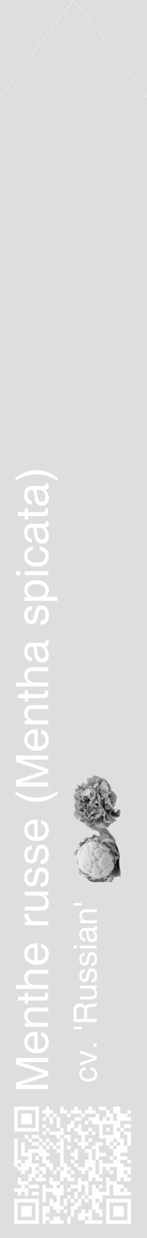 Étiquette de : Mentha spicata cv. 'Russian' - format c - style blanche20_simple_simplehel avec qrcode et comestibilité simplifiée - position verticale