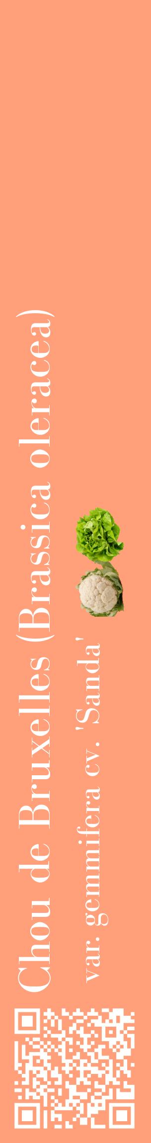 Étiquette de : Brassica oleracea var. gemmifera cv. 'Sanda' - format c - style blanche39_basiquebod avec qrcode et comestibilité simplifiée