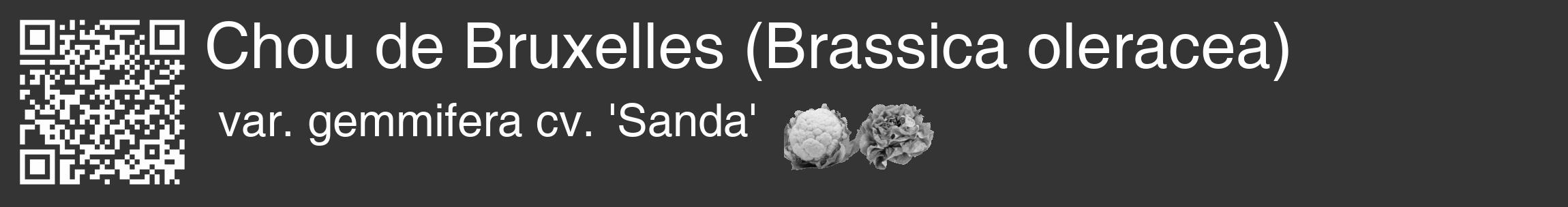 Étiquette de : Brassica oleracea var. gemmifera cv. 'Sanda' - format c - style blanche46_basique_basiquehel avec qrcode et comestibilité simplifiée