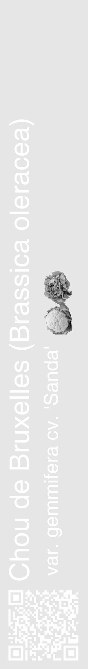 Étiquette de : Brassica oleracea var. gemmifera cv. 'Sanda' - format c - style blanche18_basique_basiquehel avec qrcode et comestibilité simplifiée - position verticale