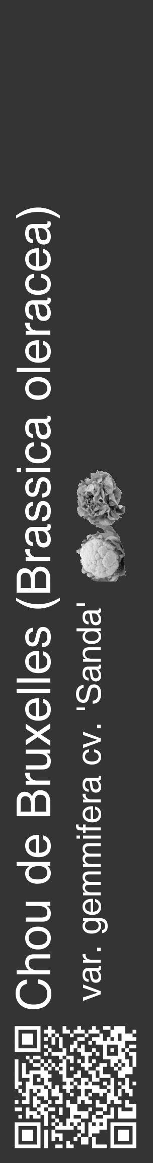 Étiquette de : Brassica oleracea var. gemmifera cv. 'Sanda' - format c - style blanche46_basique_basiquehel avec qrcode et comestibilité simplifiée - position verticale