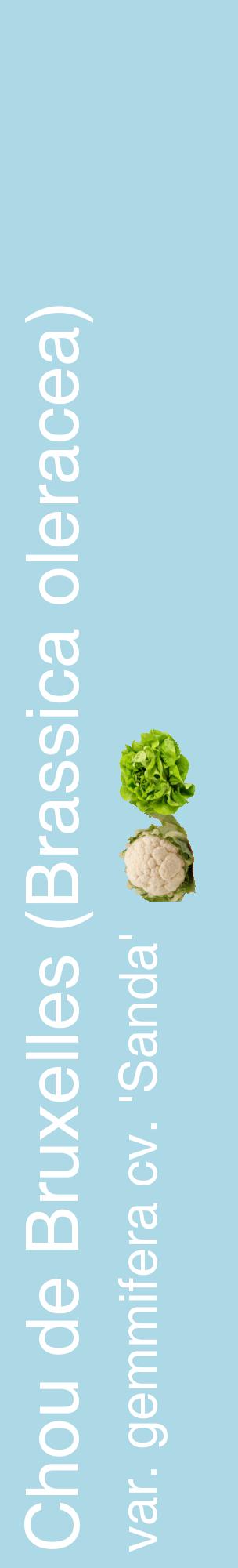 Étiquette de : Brassica oleracea var. gemmifera cv. 'Sanda' - format c - style blanche0_basiquehel avec comestibilité simplifiée