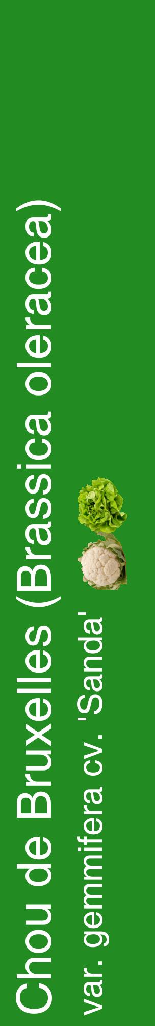 Étiquette de : Brassica oleracea var. gemmifera cv. 'Sanda' - format c - style blanche10_basiquehel avec comestibilité simplifiée