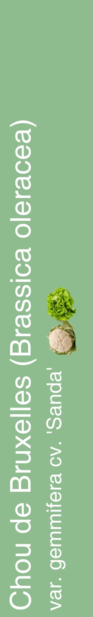 Étiquette de : Brassica oleracea var. gemmifera cv. 'Sanda' - format c - style blanche13_basiquehel avec comestibilité simplifiée