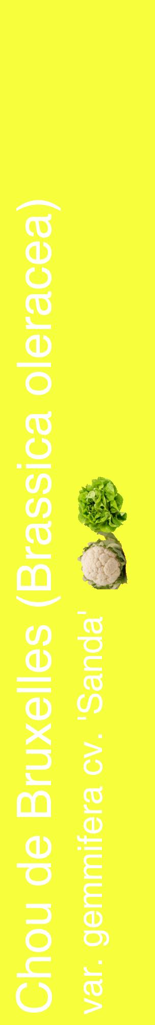Étiquette de : Brassica oleracea var. gemmifera cv. 'Sanda' - format c - style blanche18_basiquehel avec comestibilité simplifiée
