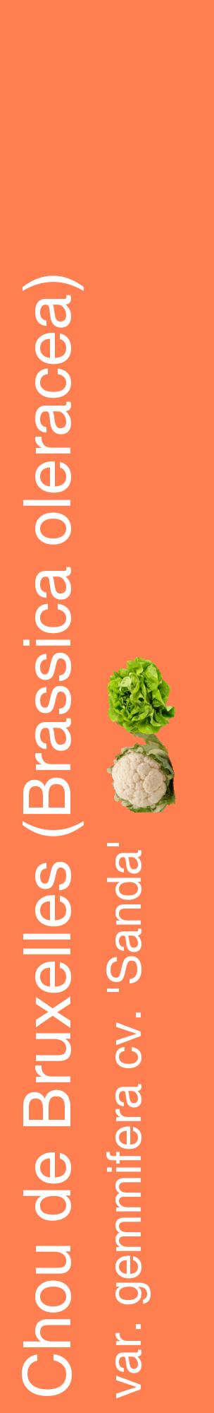 Étiquette de : Brassica oleracea var. gemmifera cv. 'Sanda' - format c - style blanche24_basiquehel avec comestibilité simplifiée