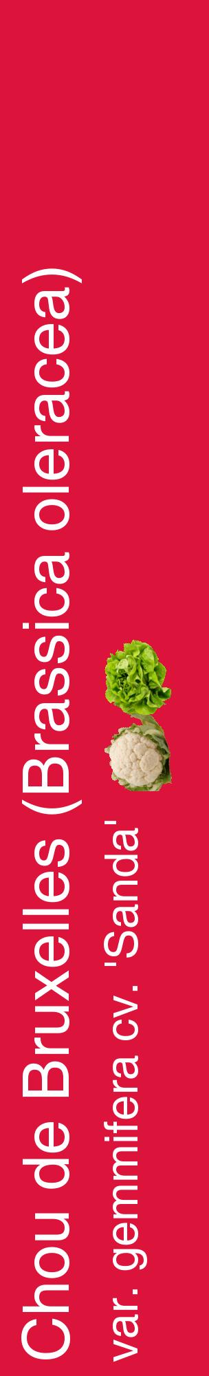 Étiquette de : Brassica oleracea var. gemmifera cv. 'Sanda' - format c - style blanche36_basiquehel avec comestibilité simplifiée