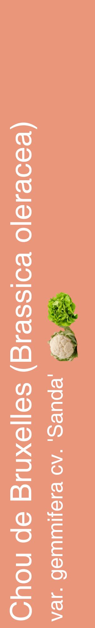 Étiquette de : Brassica oleracea var. gemmifera cv. 'Sanda' - format c - style blanche37_basiquehel avec comestibilité simplifiée