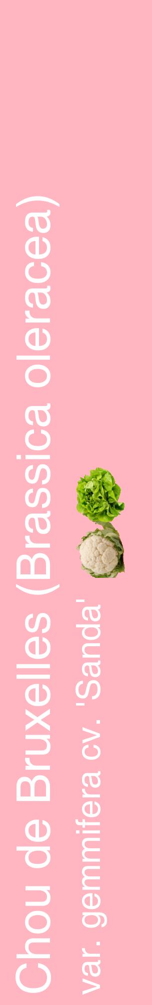 Étiquette de : Brassica oleracea var. gemmifera cv. 'Sanda' - format c - style blanche41_basiquehel avec comestibilité simplifiée