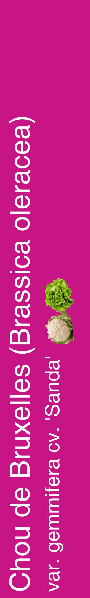 Étiquette de : Brassica oleracea var. gemmifera cv. 'Sanda' - format c - style blanche45_basiquehel avec comestibilité simplifiée