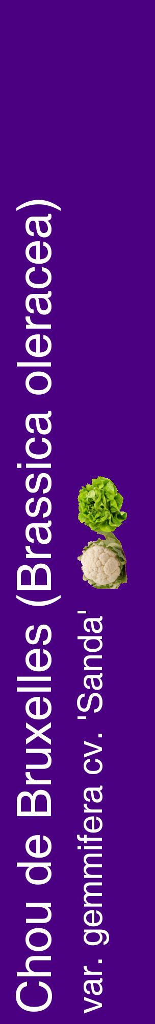 Étiquette de : Brassica oleracea var. gemmifera cv. 'Sanda' - format c - style blanche47_basiquehel avec comestibilité simplifiée