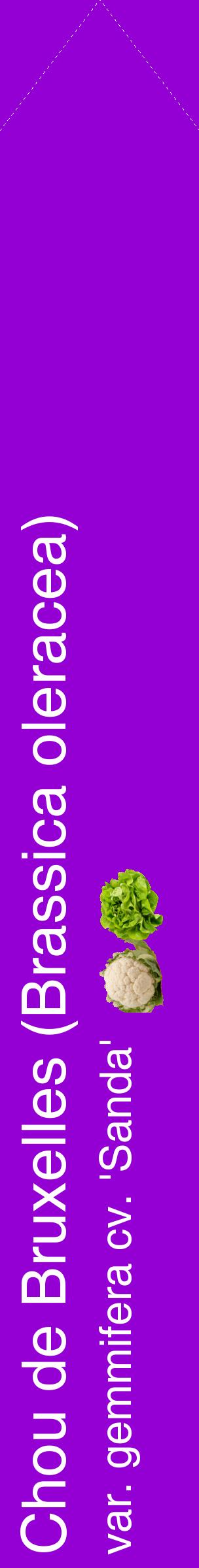 Étiquette de : Brassica oleracea var. gemmifera cv. 'Sanda' - format c - style blanche48_simplehel avec comestibilité simplifiée