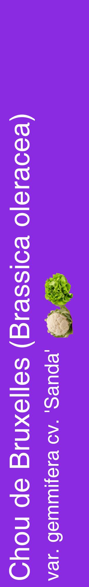Étiquette de : Brassica oleracea var. gemmifera cv. 'Sanda' - format c - style blanche49_basiquehel avec comestibilité simplifiée