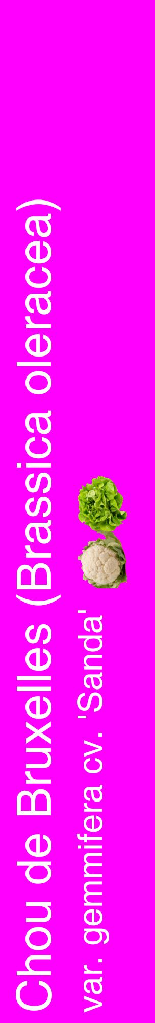 Étiquette de : Brassica oleracea var. gemmifera cv. 'Sanda' - format c - style blanche51_basiquehel avec comestibilité simplifiée