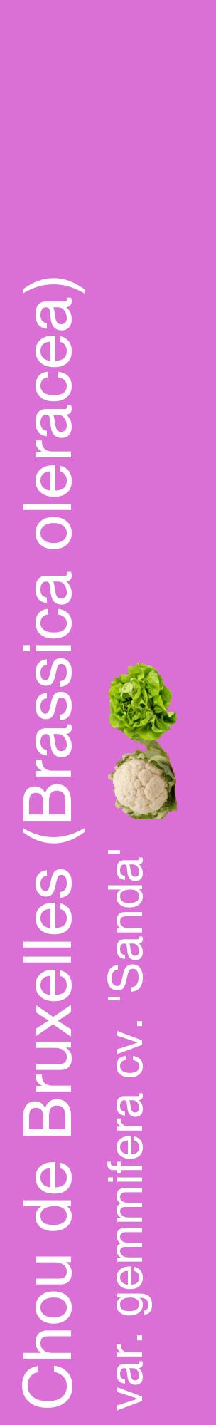 Étiquette de : Brassica oleracea var. gemmifera cv. 'Sanda' - format c - style blanche52_basiquehel avec comestibilité simplifiée