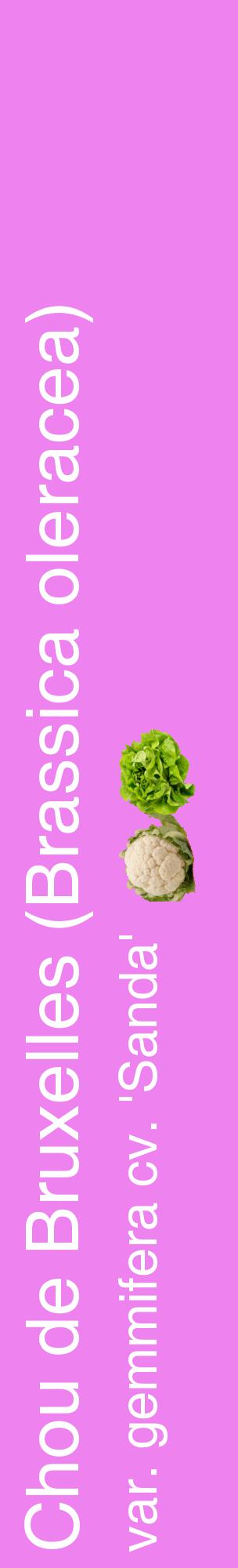 Étiquette de : Brassica oleracea var. gemmifera cv. 'Sanda' - format c - style blanche53_basiquehel avec comestibilité simplifiée