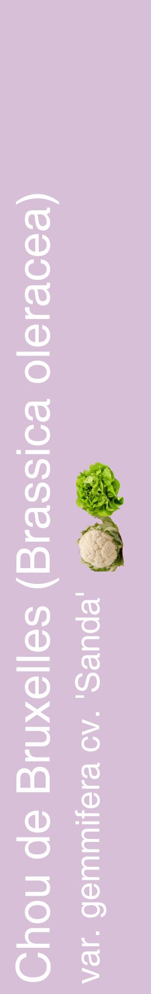 Étiquette de : Brassica oleracea var. gemmifera cv. 'Sanda' - format c - style blanche54_basiquehel avec comestibilité simplifiée