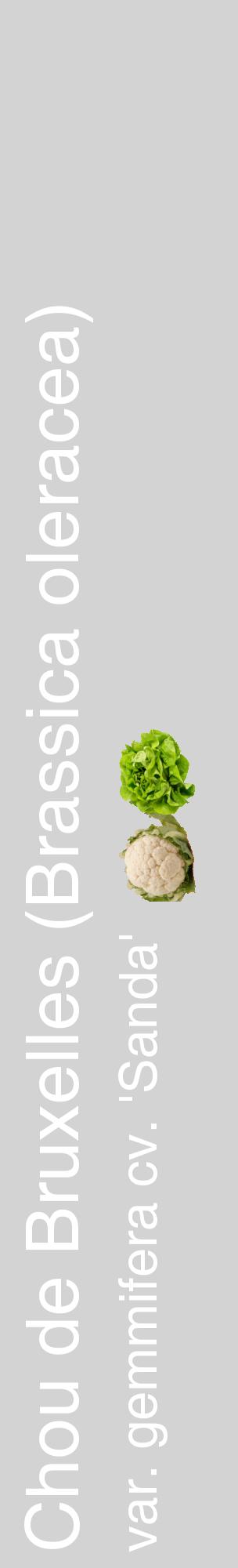 Étiquette de : Brassica oleracea var. gemmifera cv. 'Sanda' - format c - style blanche56_basiquehel avec comestibilité simplifiée