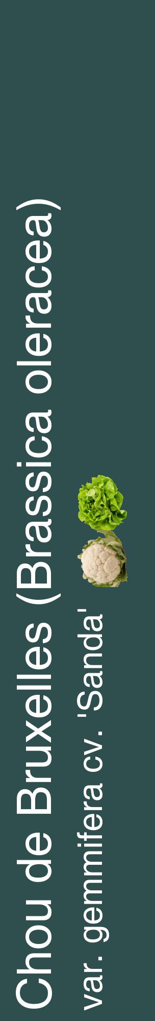 Étiquette de : Brassica oleracea var. gemmifera cv. 'Sanda' - format c - style blanche58_basiquehel avec comestibilité simplifiée