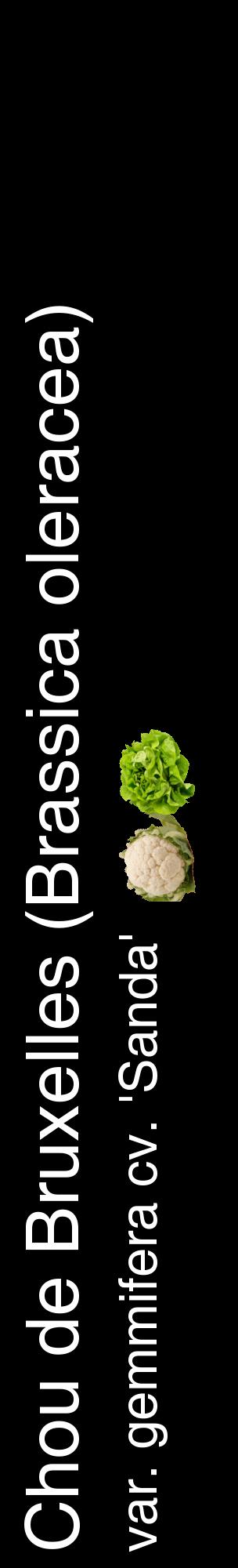 Étiquette de : Brassica oleracea var. gemmifera cv. 'Sanda' - format c - style blanche59_basiquehel avec comestibilité simplifiée