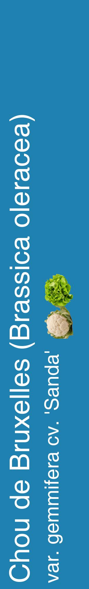 Étiquette de : Brassica oleracea var. gemmifera cv. 'Sanda' - format c - style blanche6_basiquehel avec comestibilité simplifiée