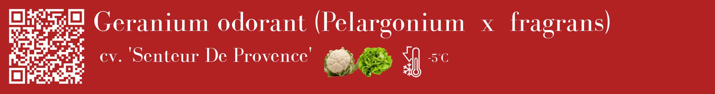 Étiquette de : Pelargonium x fragrans cv. 'Senteur De Provence' - format c - style blanche28_basique_basiquebod avec qrcode et comestibilité simplifiée