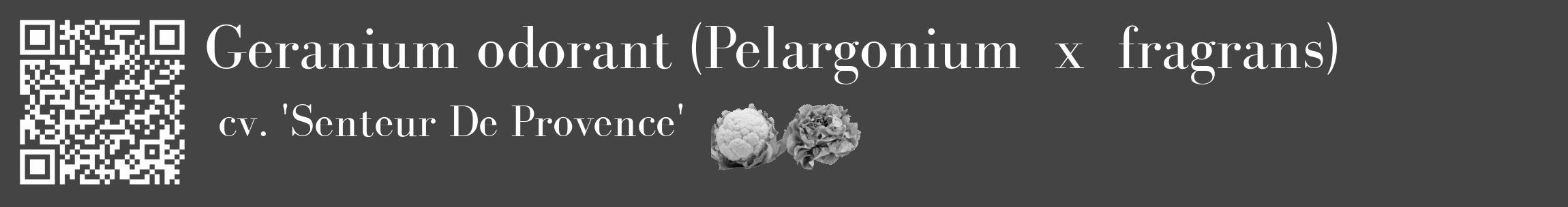 Étiquette de : Pelargonium x fragrans cv. 'Senteur De Provence' - format c - style blanche48_basique_basiquebod avec qrcode et comestibilité simplifiée