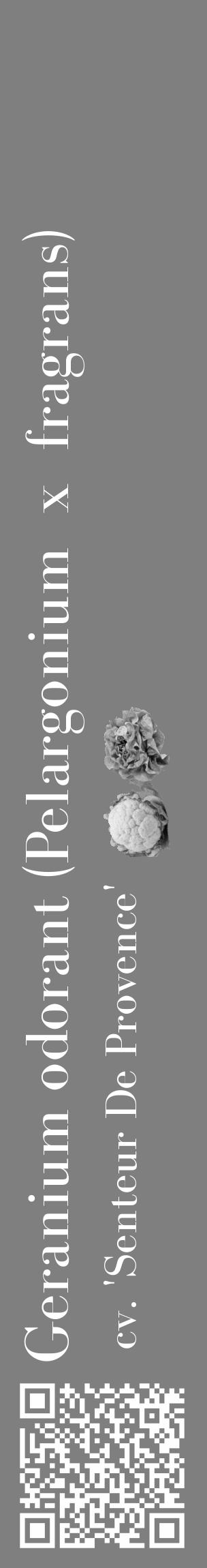 Étiquette de : Pelargonium x fragrans cv. 'Senteur De Provence' - format c - style blanche57_basique_basiquebod avec qrcode et comestibilité simplifiée - position verticale