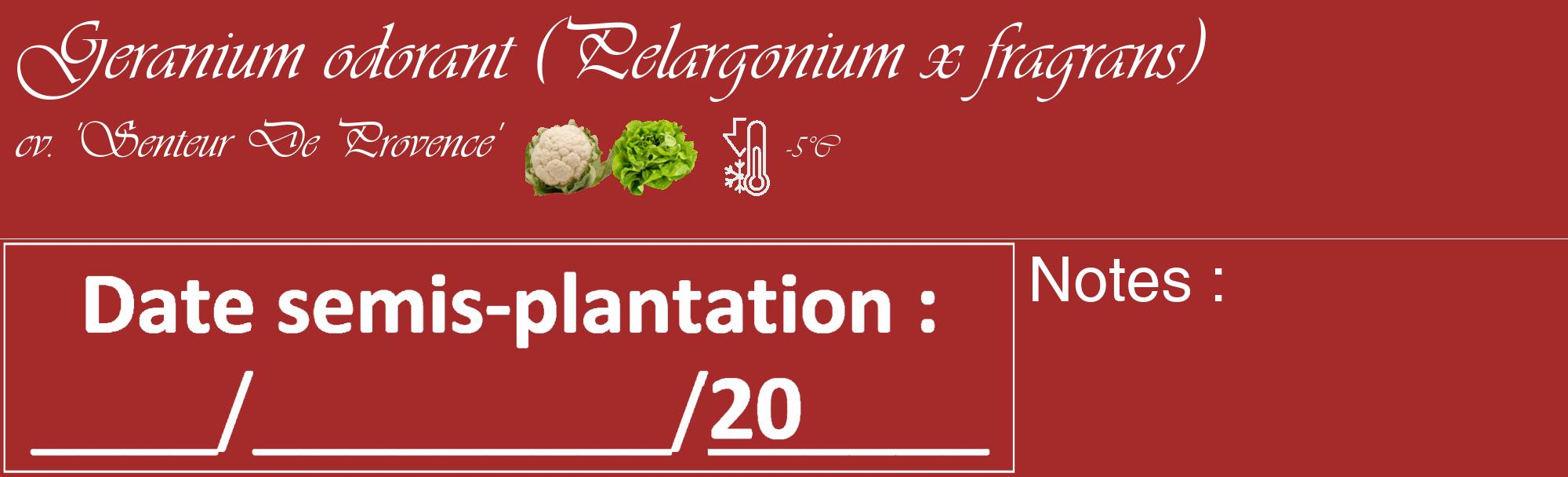 Étiquette de : Pelargonium x fragrans cv. 'Senteur De Provence' - format c - style blanche33_basique_basiqueviv avec comestibilité simplifiée