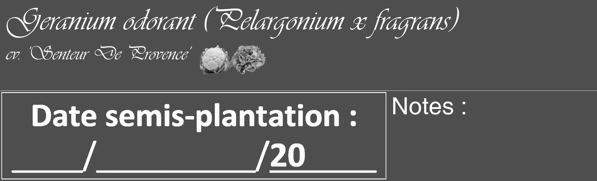 Étiquette de : Pelargonium x fragrans cv. 'Senteur De Provence' - format c - style blanche33_basique_basiqueviv avec comestibilité simplifiée