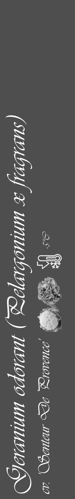 Étiquette de : Pelargonium x fragrans cv. 'Senteur De Provence' - format c - style blanche33_basique_basiqueviv avec comestibilité simplifiée - position verticale
