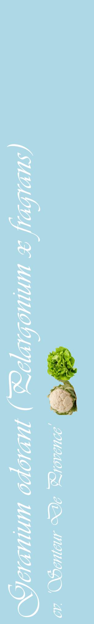Étiquette de : Pelargonium x fragrans cv. 'Senteur De Provence' - format c - style blanche0_basiqueviv avec comestibilité simplifiée
