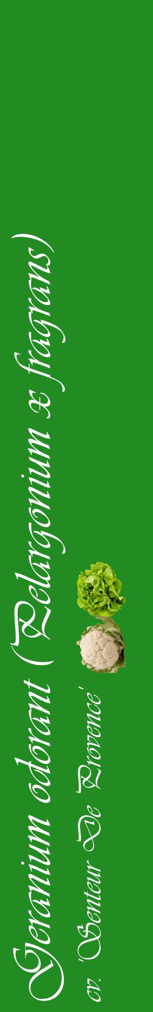 Étiquette de : Pelargonium x fragrans cv. 'Senteur De Provence' - format c - style blanche10_basiqueviv avec comestibilité simplifiée