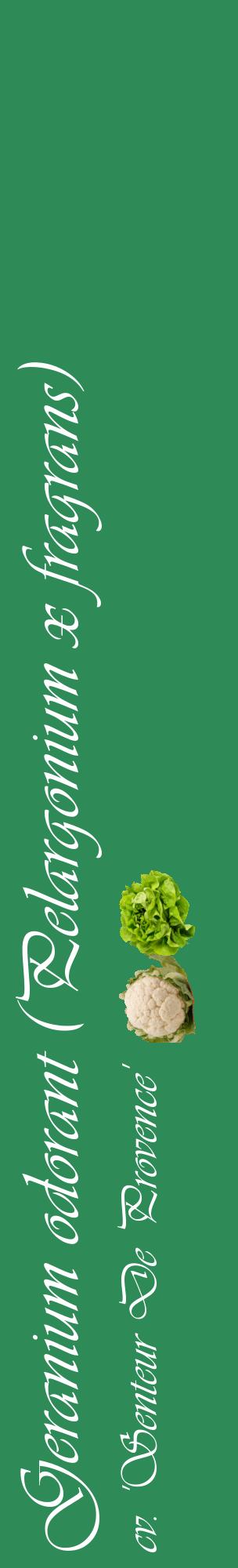 Étiquette de : Pelargonium x fragrans cv. 'Senteur De Provence' - format c - style blanche11_basiqueviv avec comestibilité simplifiée