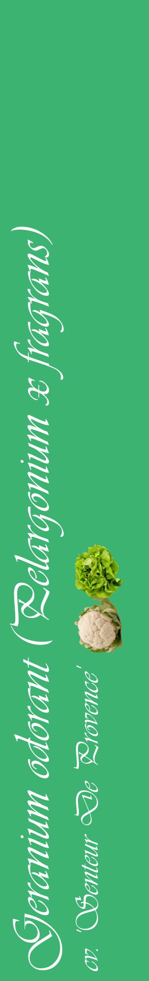 Étiquette de : Pelargonium x fragrans cv. 'Senteur De Provence' - format c - style blanche12_basiqueviv avec comestibilité simplifiée
