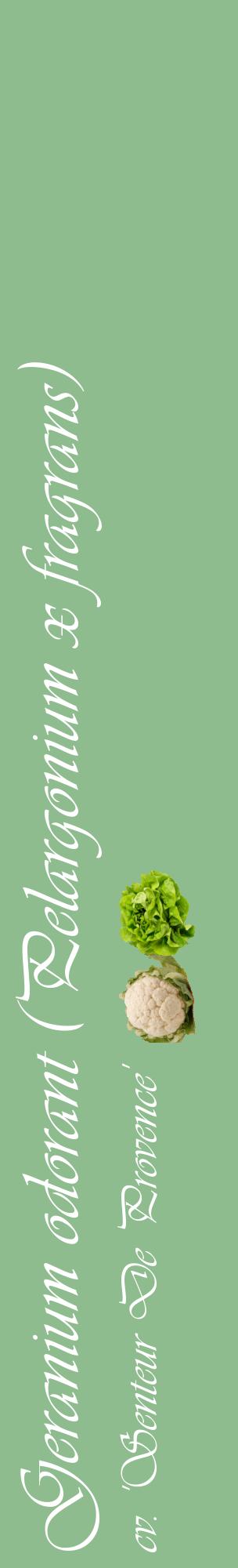 Étiquette de : Pelargonium x fragrans cv. 'Senteur De Provence' - format c - style blanche13_basiqueviv avec comestibilité simplifiée