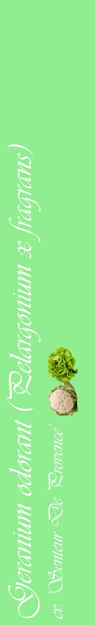Étiquette de : Pelargonium x fragrans cv. 'Senteur De Provence' - format c - style blanche15_basiqueviv avec comestibilité simplifiée