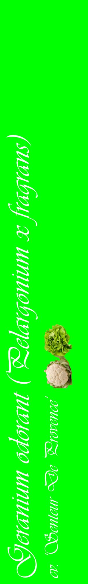 Étiquette de : Pelargonium x fragrans cv. 'Senteur De Provence' - format c - style blanche16_basiqueviv avec comestibilité simplifiée