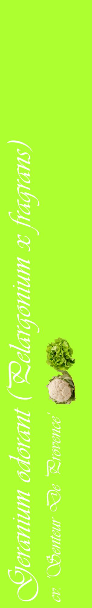 Étiquette de : Pelargonium x fragrans cv. 'Senteur De Provence' - format c - style blanche17_basiqueviv avec comestibilité simplifiée