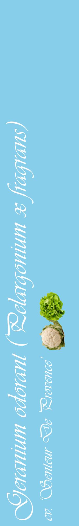 Étiquette de : Pelargonium x fragrans cv. 'Senteur De Provence' - format c - style blanche1_basiqueviv avec comestibilité simplifiée