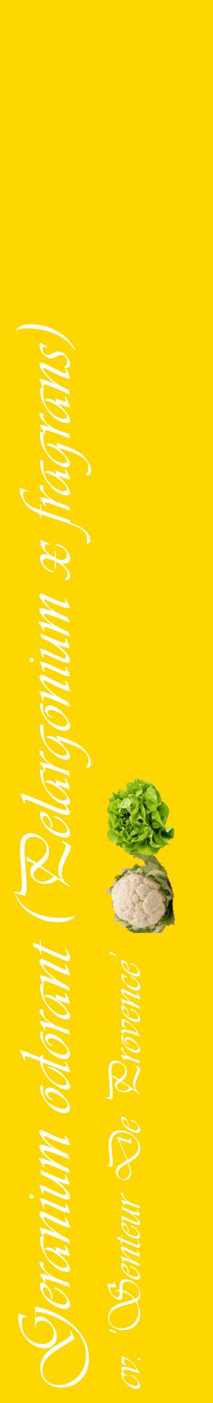 Étiquette de : Pelargonium x fragrans cv. 'Senteur De Provence' - format c - style blanche21_basiqueviv avec comestibilité simplifiée
