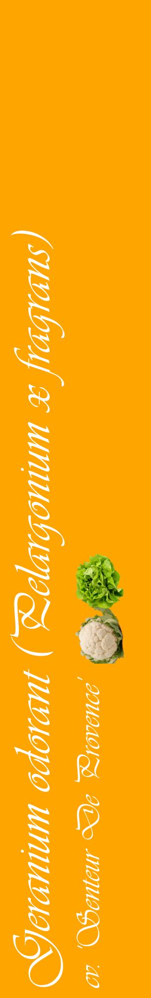 Étiquette de : Pelargonium x fragrans cv. 'Senteur De Provence' - format c - style blanche22_basiqueviv avec comestibilité simplifiée