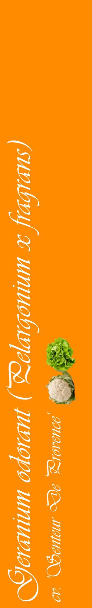 Étiquette de : Pelargonium x fragrans cv. 'Senteur De Provence' - format c - style blanche23_basiqueviv avec comestibilité simplifiée
