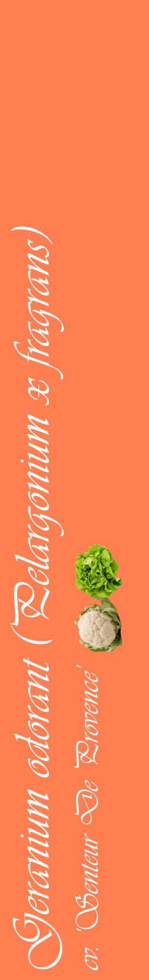 Étiquette de : Pelargonium x fragrans cv. 'Senteur De Provence' - format c - style blanche24_basiqueviv avec comestibilité simplifiée